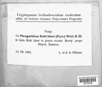 Phragmidium rubi-idaei image